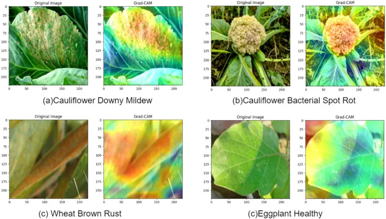 age-gender-detection